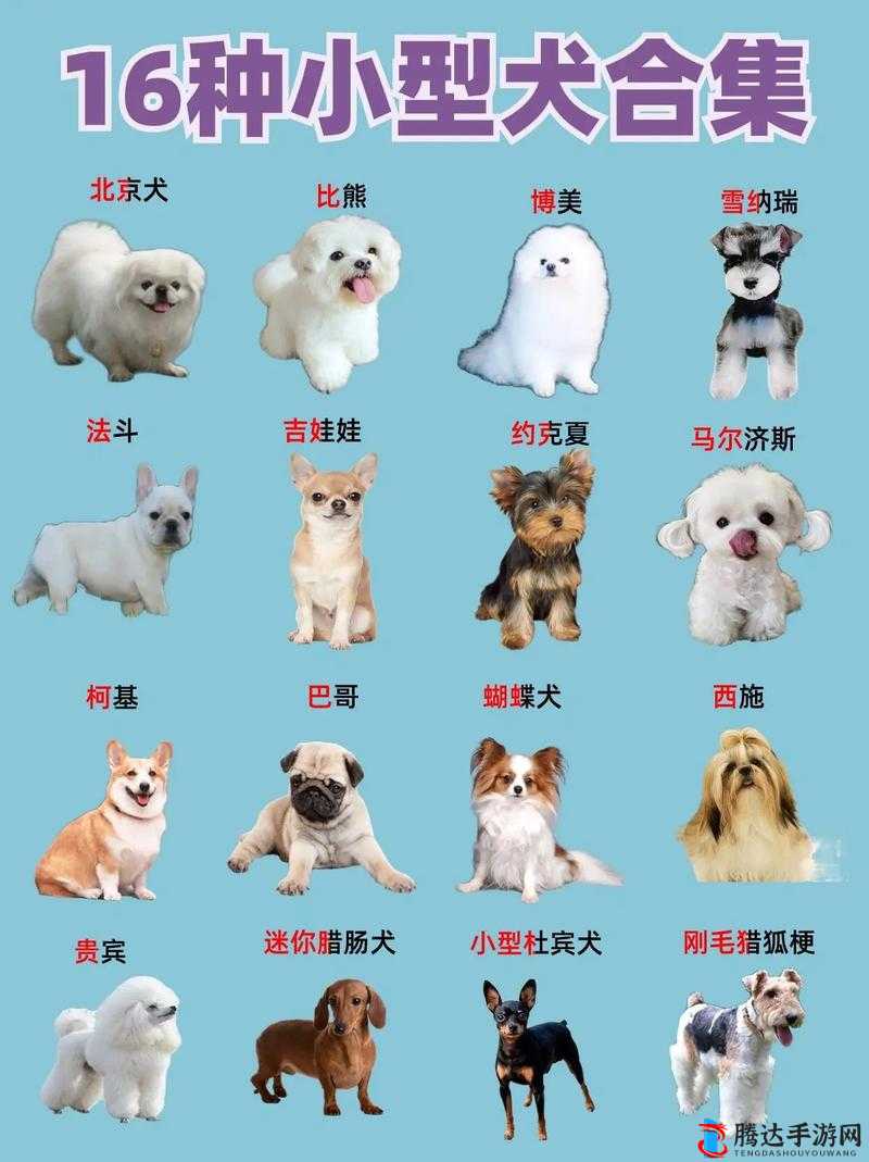 ：把一个女生训练成狗要多久：从人类到犬类的蜕变之路