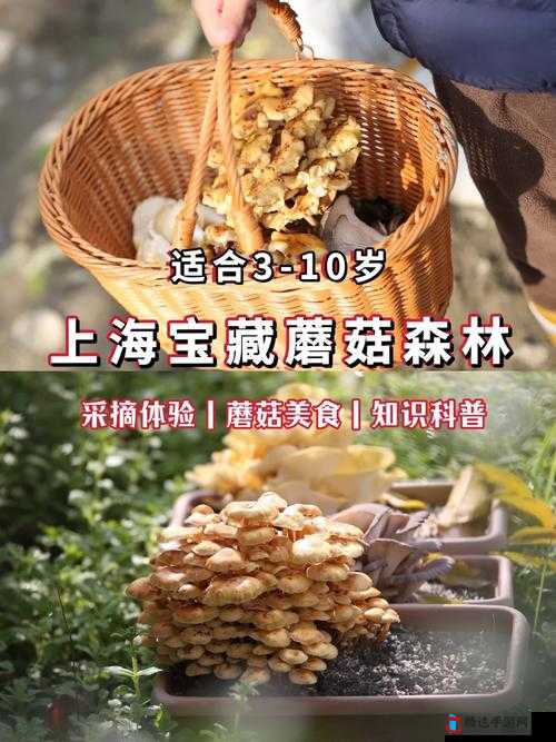 蘑菇mogu免费官网下载网址：探索更多精彩内容