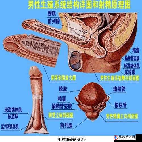 单男内射：探索性爱的多样性