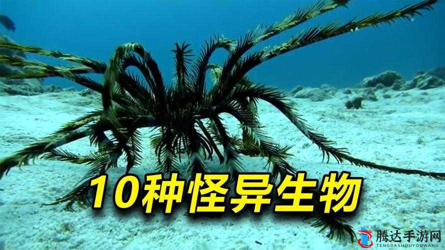 触手怪：神秘而奇异的生物，它们到底是什么东西？