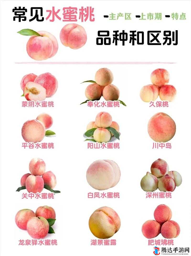 水蜜桃哪个品种最好吃：探寻美味背后的秘密与特色