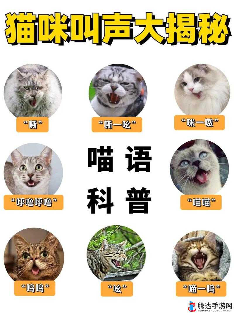 猫咪MV最新永久地域网名叫什么？揭秘当前最受欢迎的猫咪视频平台命名趋势