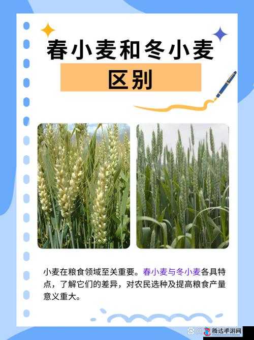 兄弟换麦子4：兄弟间的粮食交换策略与实用技巧分享